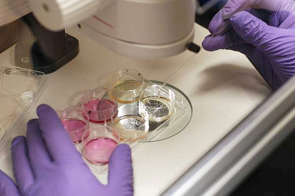 gloved hands of researcher working with samples