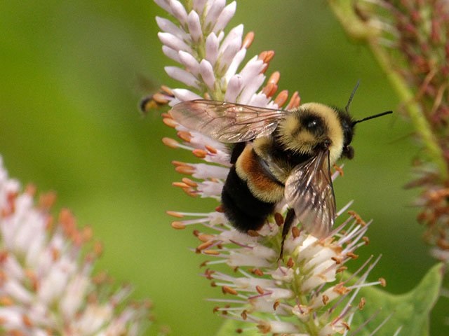 Researchers emphasise that bumble bees need biodiversity