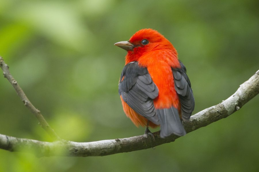 scarlet tanager by Brian Sullivan