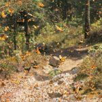 Monarchs migrations