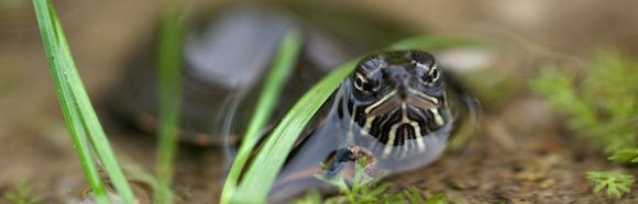 baby painted turtle - about the size of a quarter - rises between tiny blades of grass