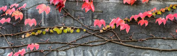 Red-hued ivy clings to the stone exterior of King Hall -- originally built in 1894 as the Horticulture and Agricultural Physics building -- at the University of Wisconsin-Madison during autumn on Oct. 18, 2016. (Photo by Jeff Miller/UW-Madison)