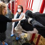 At left, UW–Madison Chancellor-designate Jennifer Mnookin pets a resident cow as Ruthanne Chun, clinical professor in the School of Veterinary Medicine, leads Mnookin on a tour of the large animal hospital at UW Veterinary Care at the University of Wisconsin–Madison on June 17, 2022. The moment is part of a weeklong campus visit Mnookin made ahead of officially beginning her role as UW–Madison Chancellor on Aug. 4, 2022. (Photo by Jeff Miller / UW-Madison)