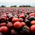 Farmers harvest cranberries from a flooded-cranberry marsh at Cranberry Creek Cranberries, Inc., an 850-acre farm owned by Bill and Sandy Hatch in Necedah, Wis., during autumn on Oct. 27, 2015. Cranberry Creek Cranberries is an agricultural industry leader propagating several productive and profitable cranberry varieties -- including Sundance and HyRed -- bred at the University of Wisconsin-Madison and licensed by the Wisconsin Alumni Research Foundation (WARF). (Photo by Jeff Miller/UW-Madison)