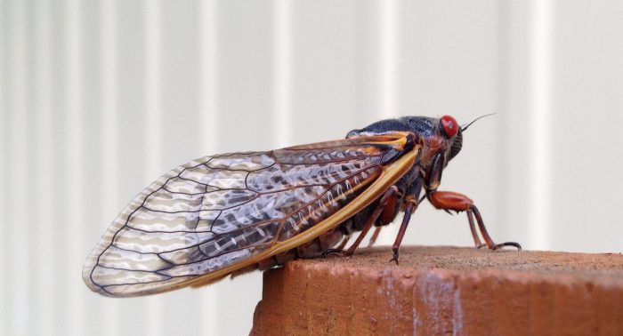 Cicada. Image by Dan Keck from Pixabay