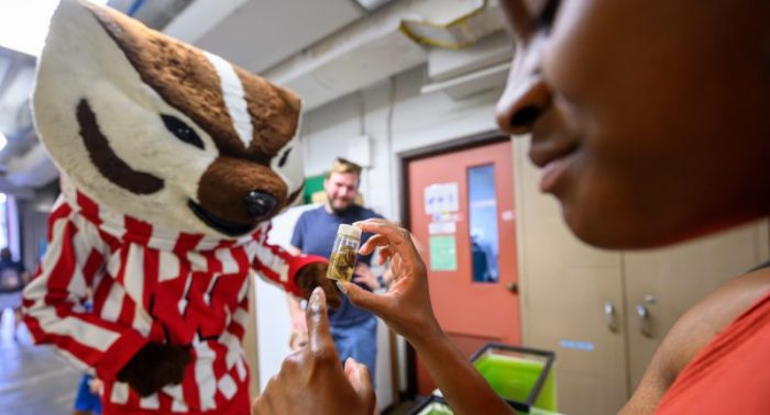 At right, undergraduate Matyia Ross explains to Bucky Badger the effets of the invsaive zebra on lake water quality during the Limnology Open House at the Hasler Laboratory of Limnology at the University of Wisconsin–Madison on June 21, 2024. (Photo by Althea Dotzour / UW–Madison)